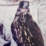 Profile Picture of Ahmed Al Mansouri (@a_malmansouri) on Instagram