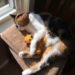 Profile Picture of Stephanie Daniszewski (@izzykinsmeow) on Instagram