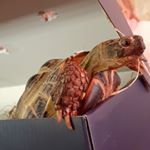 Profile Picture of George the Turtle🐢 (@george_de_schildpad) on Instagram