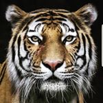 Profile Picture of steven (@steven_karper) on Instagram