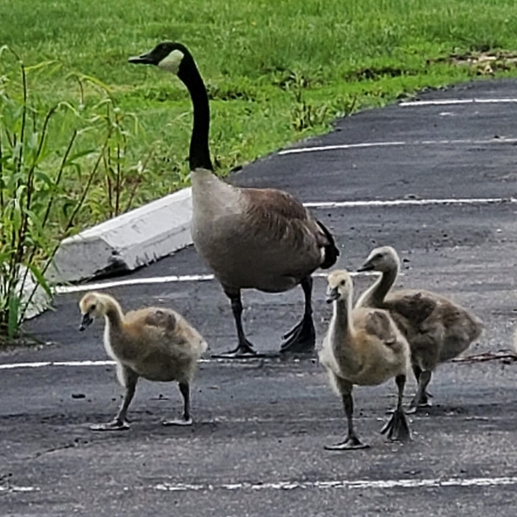 Profile Picture of Crystal Graves (@altsbalt) on Poshmark