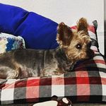 Profile Picture of Chris Walmsley-Kornegay (@bendasilky) on Instagram