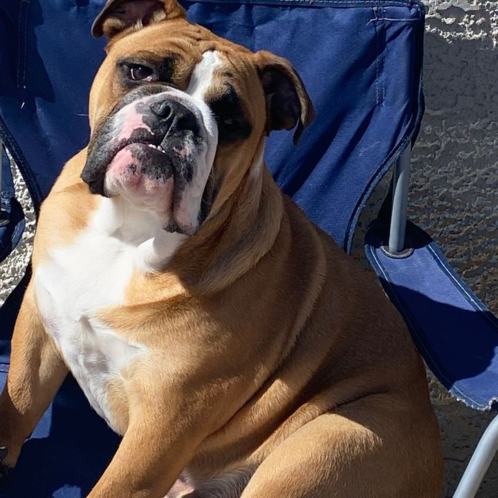 Profile Picture of Dexter Davis (@dailydoseofdexterdog) on Tiktok