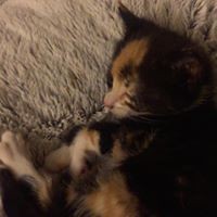 Profile Picture of Chris Chin (@chris-chin-57) on Quora