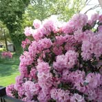 Profile Picture of Mary Lou Breidegam (@paul.breidegam) on Facebook