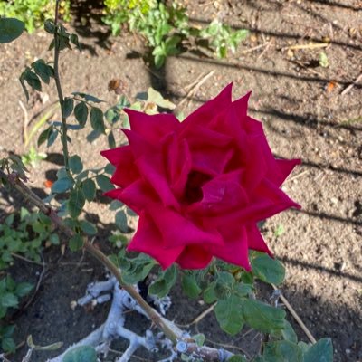 Shawna Roland - Twitter Profile Picture of Shawna Roland (@ShawnaRoland2) on Twitter