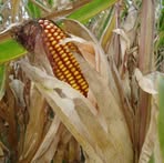 Profile Picture of Minda Tornado (@Minda-Tornado) on Facebook