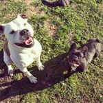 Profile Picture of Luna & Jeff (@jeffandluna) on Instagram