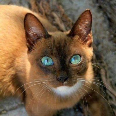 Profile Picture of Hyde Park Cat (@St34lthHunter) on Twitter