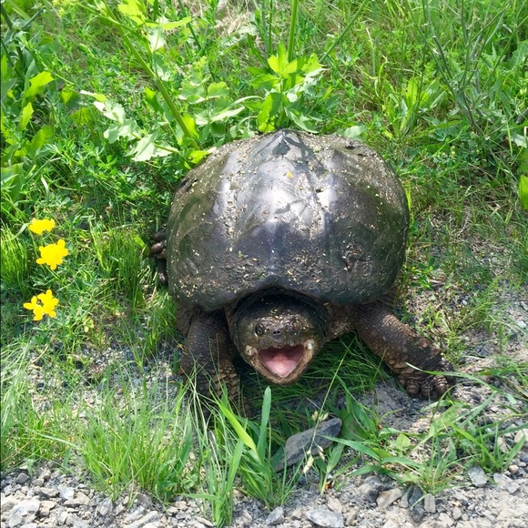 Profile Picture of Caetlin Ebersole (@caetlin) on Poshmark