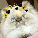 Profile Picture of Izzie (@isobel__stevens) on Instagram