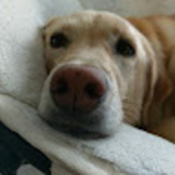 Profile Picture of Steve Moerbe (@stevemoerbe) on Poshmark