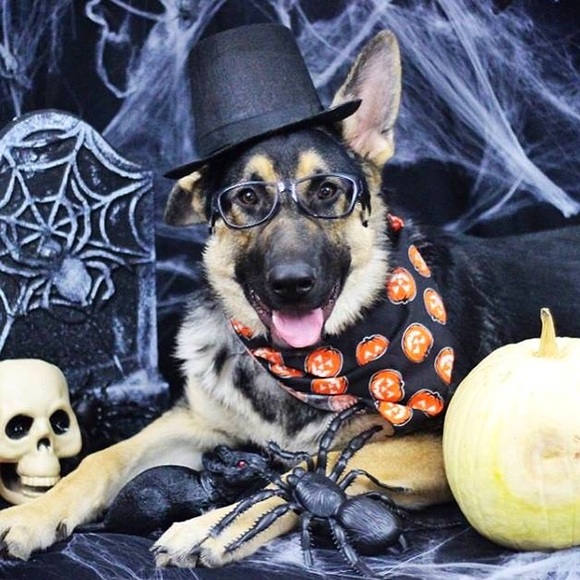 Profile Picture of Jaime Grahek (@jkgrahek) on Poshmark