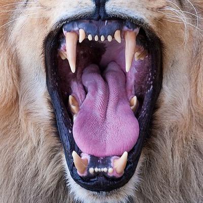 Nathaniel Lopez - Twitter Profile Picture of Nathaniel Lopez (@Nathecoconat) on Twitter