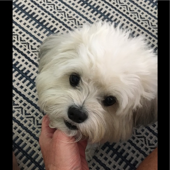 Profile Picture of Jack Tontillo (@flyinjack39) on Poshmark