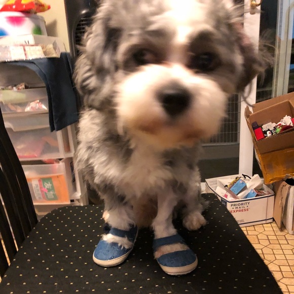 Profile Picture of Zhangxin Yu (@zhangxinyu) on Poshmark