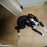 Profile Picture of Kevin Dragon (@duisteredraak) on Pinterest