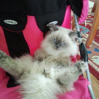 Profile Picture of Joe Pleasant (@SubrogatorX) on Twitter