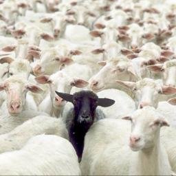Profile Picture of The Black Sheep (@LiebeltDavid) on Twitter