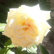 Profile Picture of Portia Thompson (@crystalfox5231) on Youtube