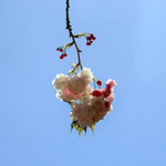 Profile Picture of Nadia Al-shakarchi (@nadiaal-shakarchi) on Flickr