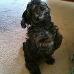 Profile Picture of Jodi Farmer (@munchkin.78) on Instagram