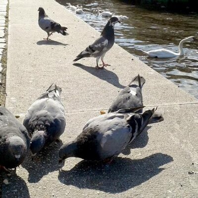 Profile Picture of Andre Labbe (@LabbeAndre) on Twitter