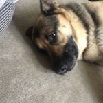 Profile Picture of Blake Wheatley (@blake.thedoggo) on Instagram