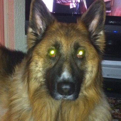 Profile Picture of Jeanette Williams (@k9dooley) on Twitter