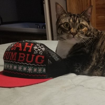 Profile Picture of DEBBIE CLAPPER (@DebbieClapper) on Twitter