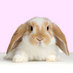 Profile Picture of Lorion Twitter
