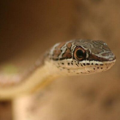 Profile Picture of Steven Wessels (@StevenWessels) on Twitter