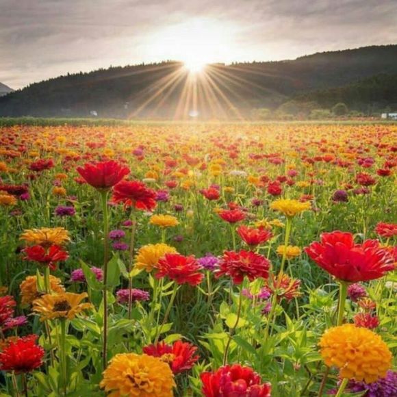 Profile Picture of Rahele Enayati (@raheleenayati) on Poshmark