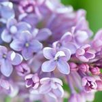 Profile Picture of Lin Brandyberry (@sending_hugs) on Instagram