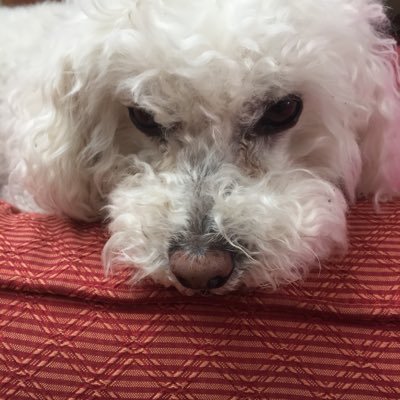 Profile Picture of Michael.morant (@michaelmorant8) on Twitter