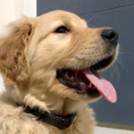 Profile Picture of Riggs | The Golden Retriever (@riggs.the.retriever) on Instagram