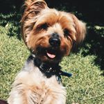 Profile Picture of Ivan ❤️🐾 (@ivan.george.stephenson) on Instagram