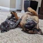 Profile Picture of Gus and Lou 🐾 | Red Fawn, Blue Trindle (@small_potatas) on Instagram