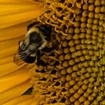 Profile Picture of Susan Orsini (@suekey64) on Instagram