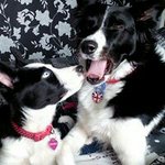 Profile Picture of Alyson Wallace (@wallacealyson) on Instagram