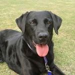 Profile Picture of Joy Giles (@joyful_giles) on Instagram