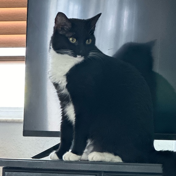 Profile Picture of Claudia Carballo (@claucarballo) on Poshmark