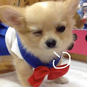 Profile Picture of Shelly Li (@shellyli4525) on Youtube