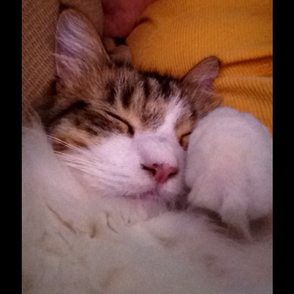 Profile Picture of Susan Larsen (@ithinkim) on Poshmark