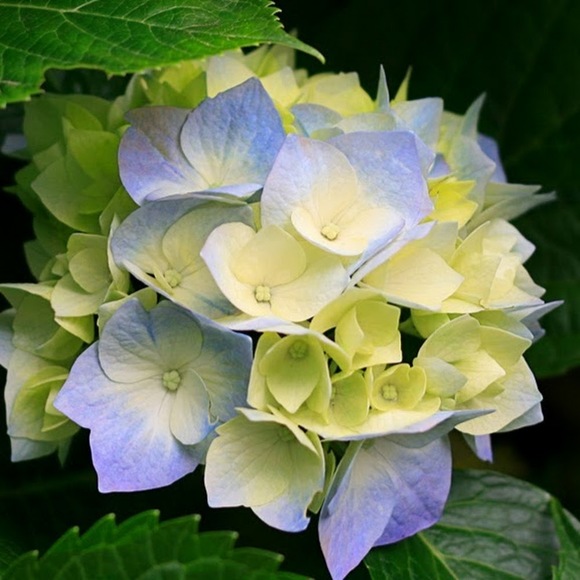 Profile Picture of Super Cettie (@cutecossette) on Poshmark