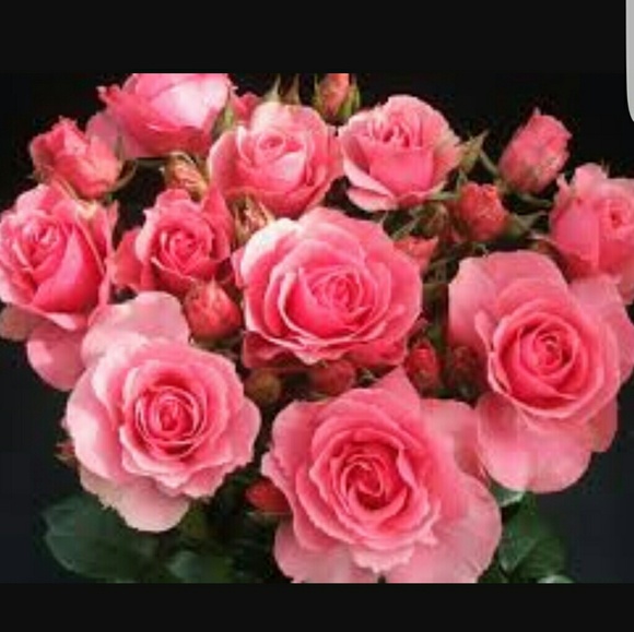 Profile Picture of Moura Tawadrous (@moura1) on Poshmark