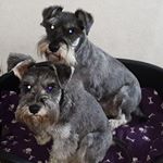 Profile Picture of Stanley and Betty Jamieson (@miniature_schnauzer_adventures) on Instagram