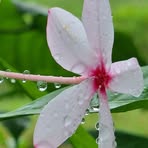 Profile Picture of Drew Dora (@Drew-Dora) on Facebook