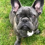 Profile Picture of Brian Mustoe (@itsbodhi79) on Instagram