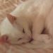 Profile Picture of Kitty Mac (@KittyMacDiarmid) on Pinterest